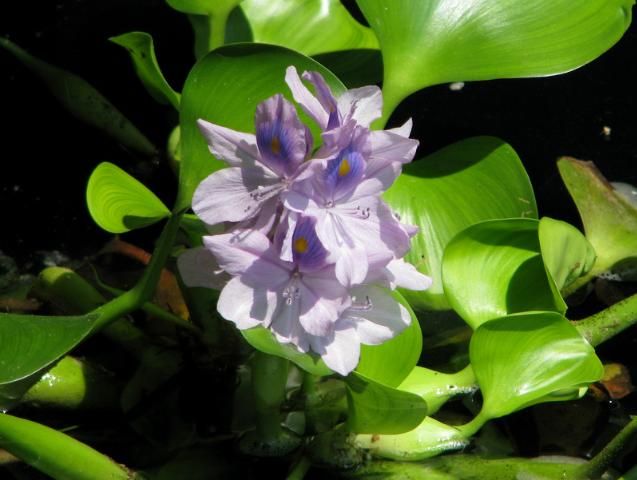 Figure 2. Water hyacinth