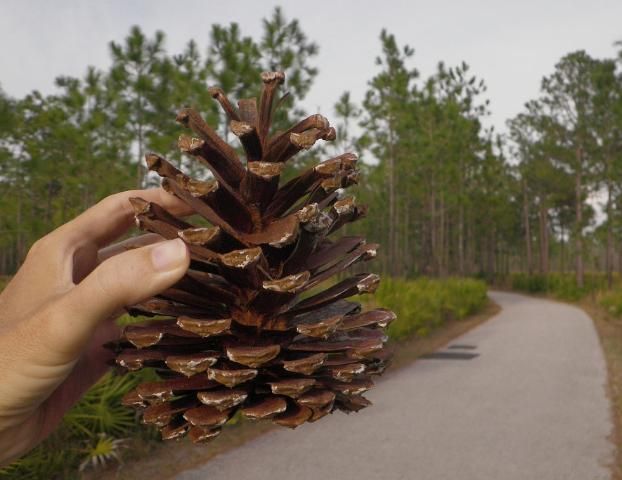 Figure 6. Longleaf pine cone