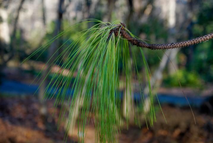Figure 5. Longleaf pine needles