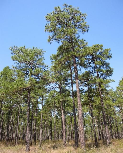 Figure 7. Longleaf pine trees