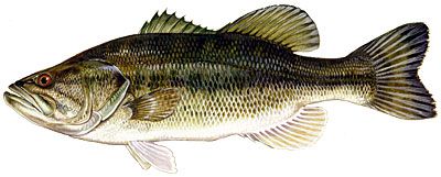 Figure 2. Largemouth bass