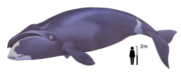 Figure 5. Bowhead whale Balaena mysticetus