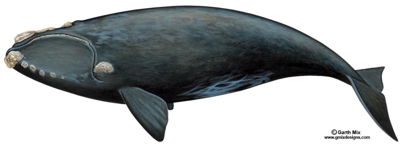 Figure 2. North Atlantic right whale Eubalaena glacialis