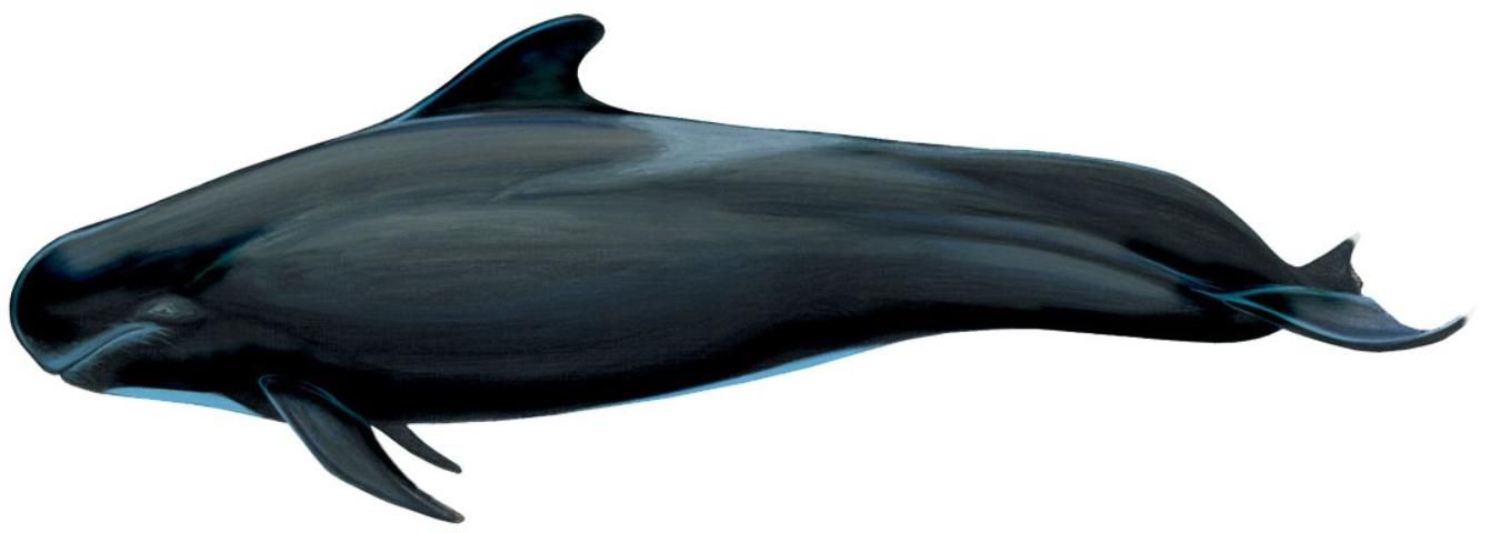 Figure 1. Short-finned pilot whale Globicephala macrorhynchus