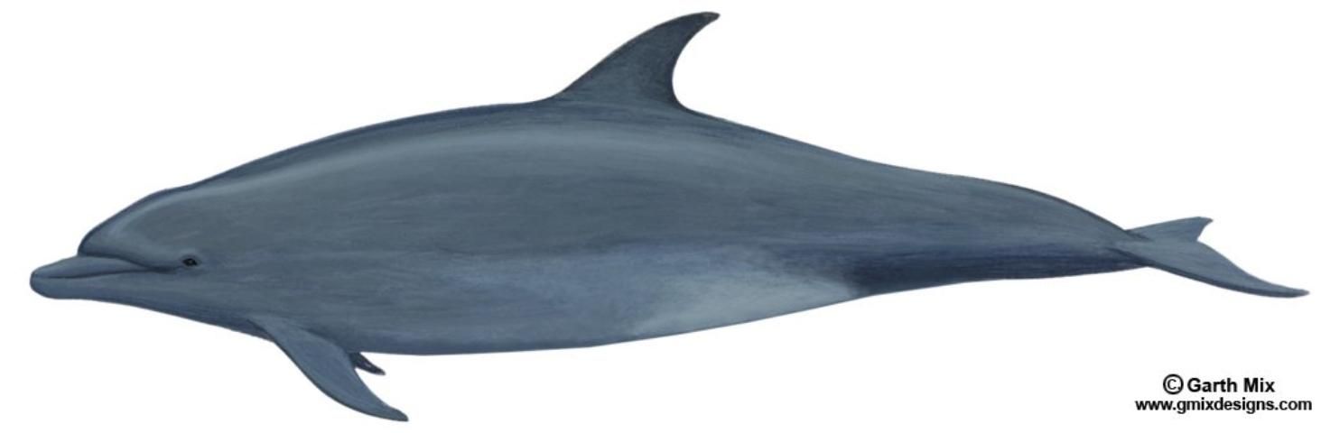 Figure 4. Bottlenose dolphin Tursiops truncatus