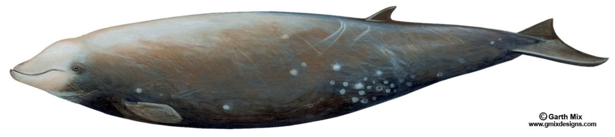 Figure 3. Cuvier's beaked whale Ziphius cavirostris