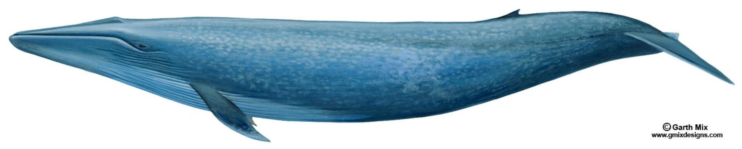 Figure 6. Blue whale Balaenoptera musculus