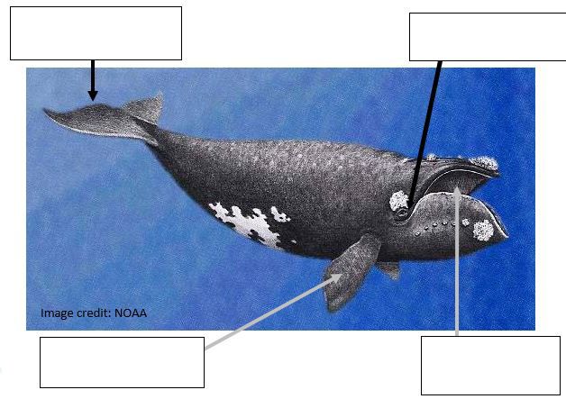 REPRODUCTION, GROWTH AND AGE OF SOUTHERN FIN WHALES By R. M. Laws (Plates  IV-VII and Text-figs. 1-60) GENERAL CONSIDERATIONS Introduction In his  paper on the southern stocks of whalebone whales, Mackintosh (