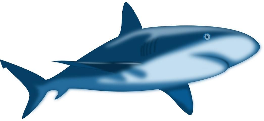 Figure 15. Sharks