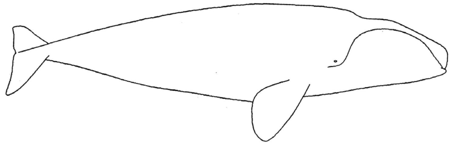 Figure 3. If you have a view of the right side of your whale's head, try to draw the callosities and scars on this diagram.