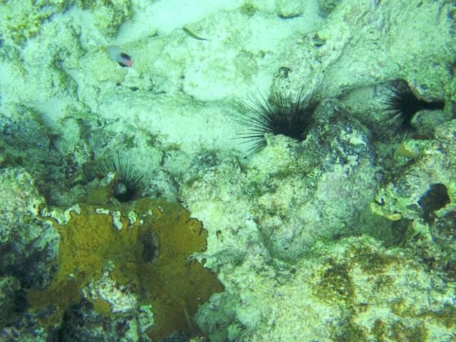 Figure 6. Wild Diadema antillarum sheltering on a reef near Cozumel, Mexico.