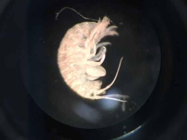 Figure 21. An amphipod found on the spines of two different wild D. antillarum collected from the Upper Keys in September 2015. The organism is believed to be in the genus Gamarus.