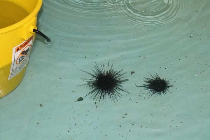 Figure 7. A healthy urchin is shown on the left. Spines are erect, and the animal is firmly attached to the substrate. A moribund animal, or one that has just died, is shown on the right. Spines are flat on the bottom of the tank. It begins to float just off the bottom as it detaches from the substrate.