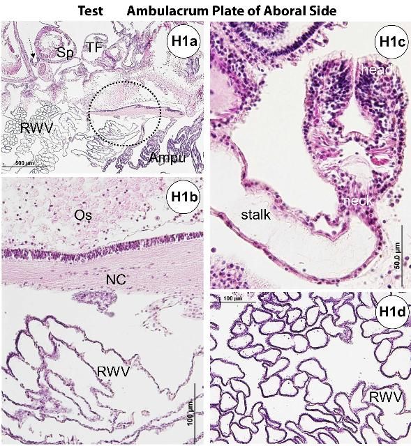 Figure H1-1. Figures H1–H10: Photomicrographs of 4 μm section of paraffin embedded Diadema antillarum tissues (formalin fixed, followed by decalcification with EDTA) stained with hematoxylin and eosin, except that inset of Fig. H8c stained with Giemsa, Fig. H8f stained with Gram, and Figs. H10b and d stained with thionin. Also note for exception that the Figs. H10e–h were embedded with JB-4 plastic resin medium. Most photographs taken for the adult specimens, unless clearly noted as juvenile. Fig. H1—Integumentary system. (a) Test ambulacrum of the aboral surface area at low-power magnification view. (b) Circled area of (a) is magnified showing the test ossicle, nerve cord, and radial water vessel. (c) High-power magnification view of the pedicellaria with head, neck, and stalk segments. (d) High-power magnification view of the radial water vessel. (e) Test ambulacrum of the aboral side showing the tube foot, cross and longitudinally sectioned base of the spine (tubercle), ossicle, nerve cord, and ampullae. (f) High-power magnification view of the ampullae and piece of nerve cord shown. (g–i) Test ambulacrum of oral surface with the high-power magnification view of nerve cord in dashed circle of (h) is shown in (i). (j–l) Test interambulacrum of aboral surface. (m–p) Test interambulacrum of the oral surface. Ampu = ampullae; NC = nerve cord; Os = ossicle; RWV = radial water vessel; Sp = spine; TF = tube feet.