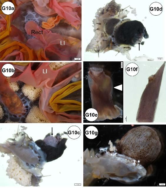 Figure G10-1. Gross recognizable abnormalities (some pathologies) shown. (a) Red alimentary tract of juvenile specimen. (b) Red alimentary tract of adult specimen. (c) Erosion (arrow) of periproct of adult specimen. (d) Another angle view of (c). (e) Periproct exhibiting nodular appearance in juvenile specimen. (f) Periproct exhibiting elongated appearance in juvenile specimen. (g) Periproct prolapsed in adult specimen. (h) In situ view of elongated periproct in juvenile specimen. (i) In situ view of nodular appearance of periproct in juvenile specimen. (j) Enlarged view of (i). (k) Needle mark artifact at the small intestine in juvenile specimen. (l) Enlarged view of (k). (m) Needle puncture artifact at the small intestine near esophagus of juvenile specimen. (n) Another juvenile specimen showing a needle puncture artifact at the small intestine near esophagus. (o) Tissues extracted view for the needle puncture artifact at the small intestine near esophagus of juvenile specimen. (p) Enlarged view of (o). (q) Enlarged hole possibly occurred following multiple needle punctures in an adult specimen. (r) High-magnification view and different angle of (q). (s) Black spots found at mesenteries of the esophagus within dashed area. (t) Enlarged view of (s) showing black spots. Black arrow = erosion; Esoph = esophagus; Go = gonad; LI = large intestine; Rect = rectum; SI = small intestine; White arrow = possible needle puncture mark artifact; White arrow head = nodule; White dashed arrow = black spots.