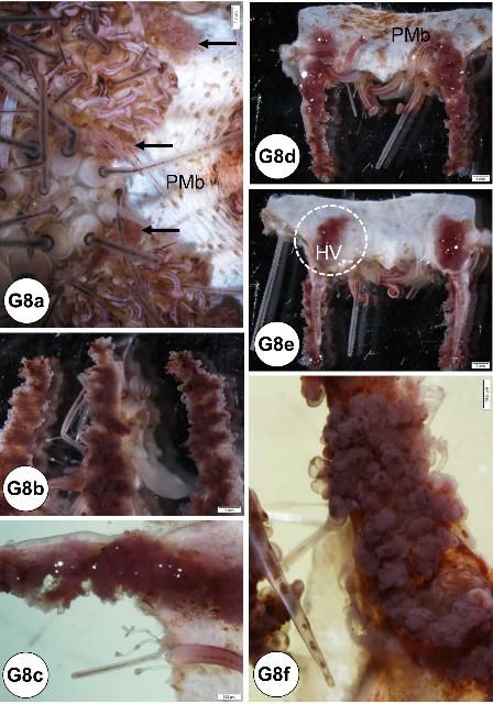 Figure G8. Respiratory system. (a) In situ gill attached to the peristomial membrane. (b) Three gills extracted view. (c) High-power magnification view of extracted gill with pedicellariae also seen in this image. (d) Extracted two gills oriented to the upright position (i.e., front side) view attached to the peristomial membrane. (e) Extracted two gills flipped over view of (d) showing the underneath (i.e., backside) view and large hemal vessel revealed (surrounded by dashed circle area). (f) Outer surface area of gills exhibiting numerous sac-like structures. Arrow = gill; PMb = peristomial membrane; HV = hemal vessel.