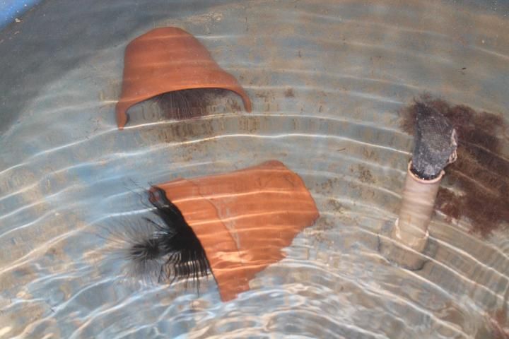 Figure 5. Diadema antillarum held in flow-through tanks at the FWRI research laboratory in Marathon, FL. These animals were firmly attached to the substrate and actively sought shelter. This is normal behavior.