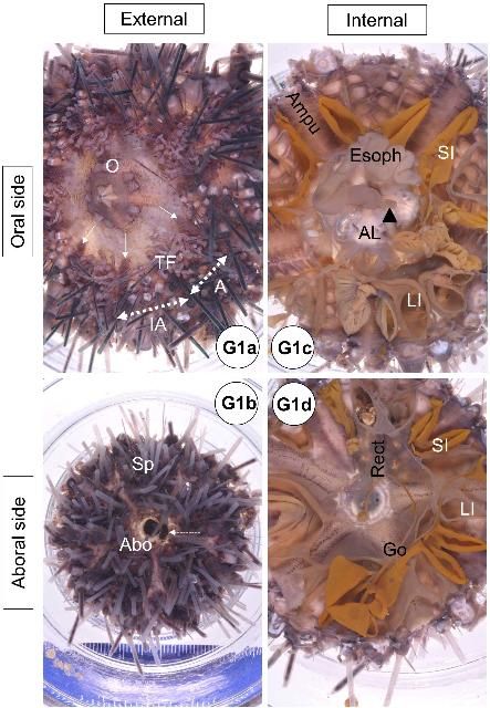 Figure G1-1. Figures G1–G10: All Diadema antillarum specimens were formalin fixed, followed by decalcification with EDTA, and photomicrographed with dissecting microscope, except for Fig. G1 which was macrophotographed, and Fig. G9f (tissue wet mount slide) which was used with light microscope. Most of the photographs were taken for the adult specimens, unless clearly noted as juvenile. Fig. G1—Gross anatomical overview of adult (a–d) and juvenile (e–h), captured in spring (March) and fall (September), respectively. External (a, b, e, f) and internal (c, d, g, h) surface view of the oral (a, c, e, g) and aboral (b, d, f, h) side hemispheres. A (between thick double-dashed arrow) = ambulacrum; Abo = aboral; AL = Aristotle's lantern; Ampu = ampulla; arrow head = axial organ; Esoph = esophagus; Go = gonad; IA (between thick double-dashed arrow) = interambulacrum; LI = large intestine; O = oral; Rect = rectum; SI = small intestine; Sp = spine; TF = tube foot; white dashed arrow = madreporite; white solid arrows = gill.