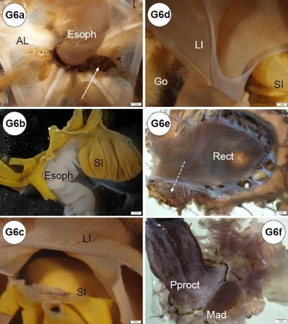 Figure G6-1. Gastrointestinal tissues. (a) Esophagus connects at the Aristotle's lantern and axial organ. (b) Small intestine connects to the esophagus junction. (c) Large and small intestine. (d) High-magnification view of the large intestine and orientation to the gonad and small intestine. (e) Extracted view of the rectum and head process ( = aboral diverticulum) which connects to axial organ. (f) Periproct and madreporite. (g) Transition between small intestine and large intestine. AL = Aristotle's lantern; Arrow = axial organ; Dashed arrow = head process; Esoph = esophagus; Go = gonad; LI = large intestine; Mad = madreporite; Pproct = periproct; Rect = rectum; SI = small intestine.