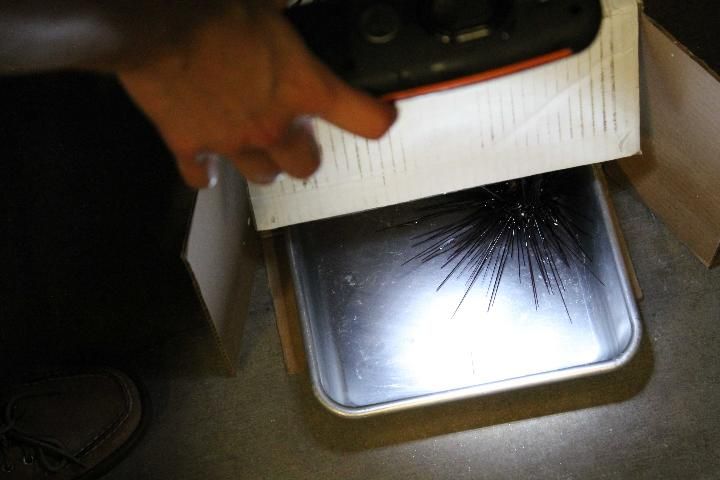 Figure 10. An urchin tries to seek shelter by moving into a dark box placed over its holding area. To increase the differentiation of light and dark areas, a bright light is pointed towards the urchin on the outside of the darkened space. A healthy urchin would move quickly into the dark, covered area.