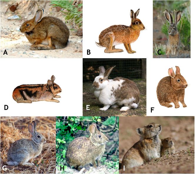 Examples of lagomorphs: (A) Lepus americanus (snowshoe hare); (B) Lepus europaeus (European hare); (C) Lepus californicus (black-tailed jackrabbit); (D) Nesolagus timminsi (Annamite striped rabbit); (E) Oryctolagus cuniculus (European rabbit); (F) Romerolagus diazi (volcano rabbit); (G) Sylvilagus audubonii (Audubon's cottontail); (H) Sylvilagus palustris (marsh rabbit); (I) Ochotona curzoniae (black-lipped pika). 