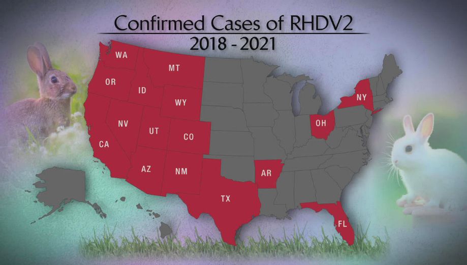 States in the US with confirmed cases of RHDV2. Source: CBS News. As of March 2022, RHDV2 has been confirmed in WILD RABBITS in New Mexico, Arizona, Texas, Colorado, California, Nevada, Utah, Idaho, Wyoming, Montana, and Oregon. 
