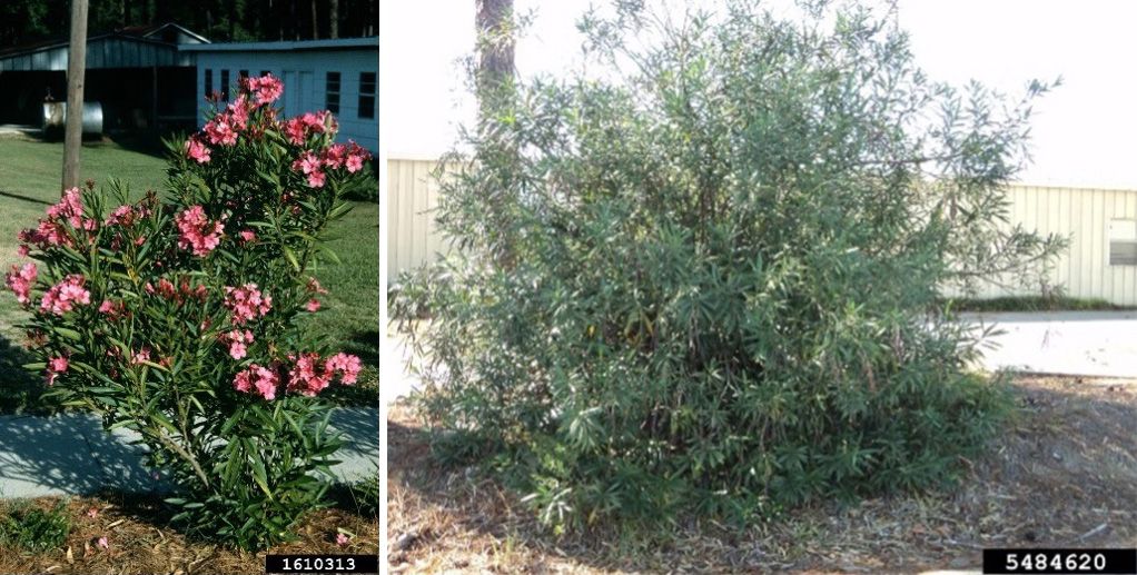 Nerium oleander plant. 