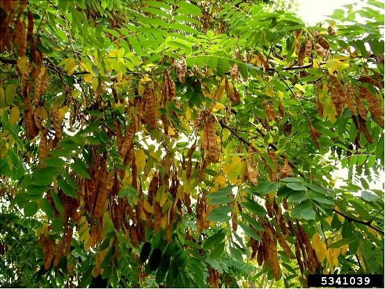 Robinia pseudoacacia fruit. 