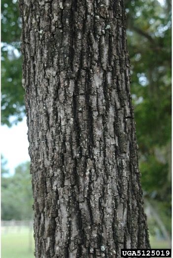 Juglans nigra exterior bark.