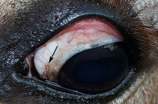 Scleral pearls (arrow) noted on the sclera of the eye in a donkey with besnoitiosis.  