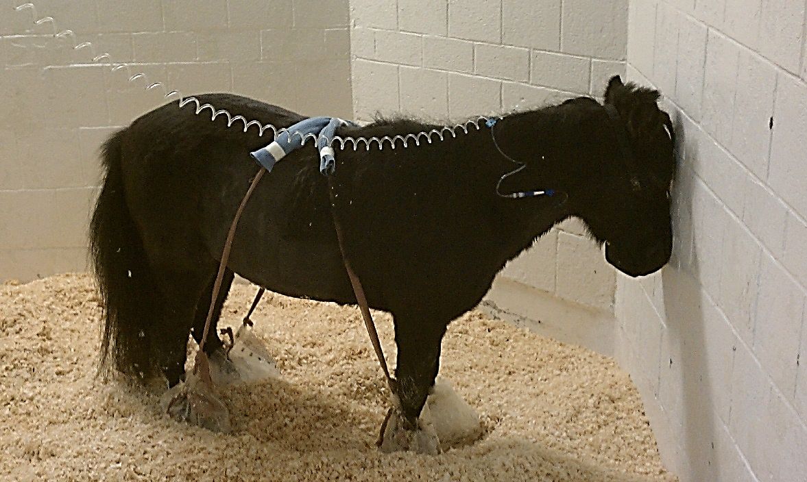 Twelve-year-old miniature horse presented for inappetence, lethargy, neurologic signs (head pressing), and 103°F fever. Feces were PCR positive for ECoV. Miniature horses appear to be at increased risk for developing neurologic signs when infected with ECoV. 