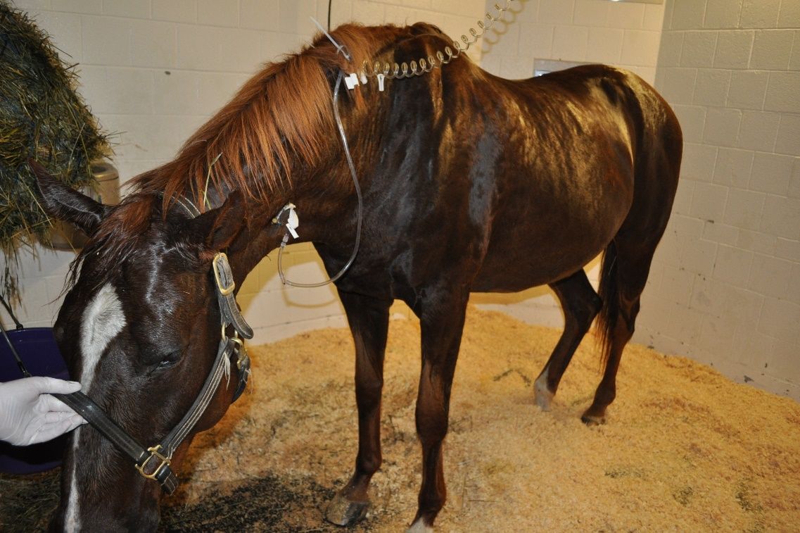 Six-year-old Quarter Horse gelding presented for lethargy and inappetence. A diagnosis of ECoV was confirmed via fecal PCR. 