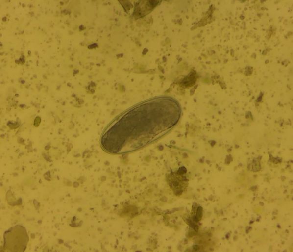 Small strongyle egg identified on a fecal float of equine feces. Eggs vary in length from 70–90 µm. 