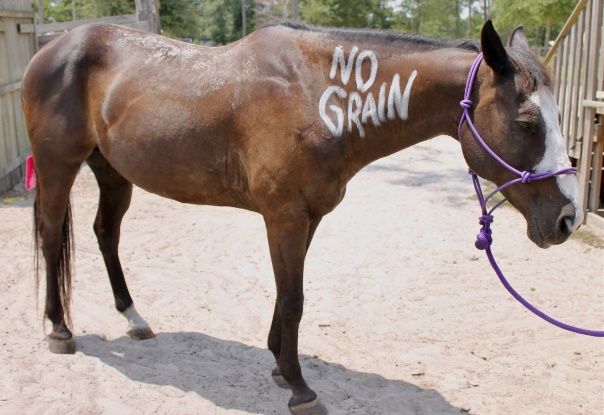 Livestock chalk provides an easy-to-read and quick temporary marking option for relaying owner contact information and/or critical health details of individual horses. 