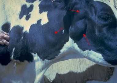 Dairy cow infected with BLV with enlarged parotid, submandibular, and prescapular lymph node. 