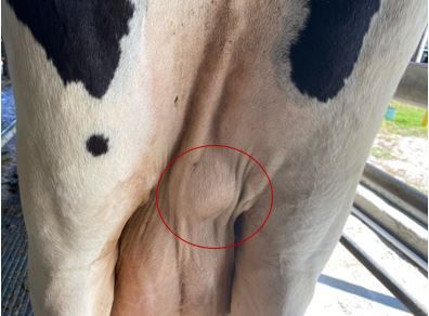 Enlarged right mammary lymph node in a Holstein dairy cow. 