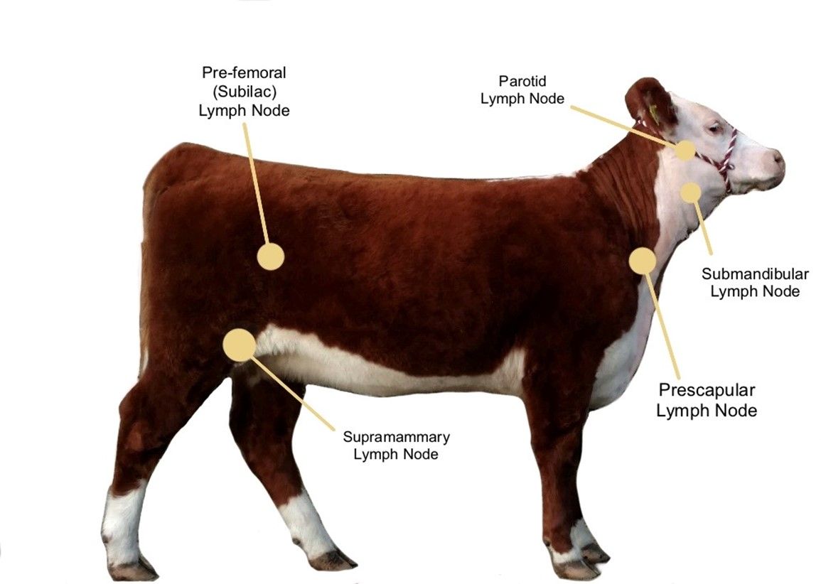 Location of superficial peripheral lymph nodes in a beef heifer. 