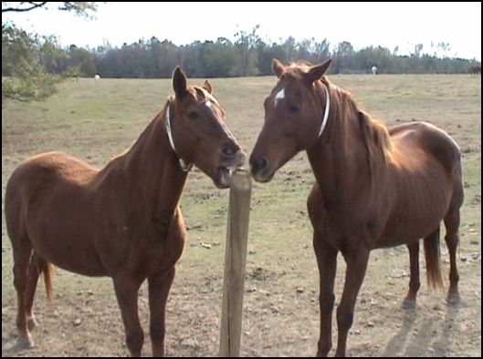 These two horses are cribbing on a post in the pasture. The collars these horses are wearing are ID collars (not cribbing collars). 