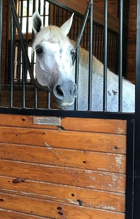 The front of this horse’s stall has an anti-weave grill installed. This may help reduce weaving behavior, but some horses back away from the grill and continue to weave elsewhere in their stall. 