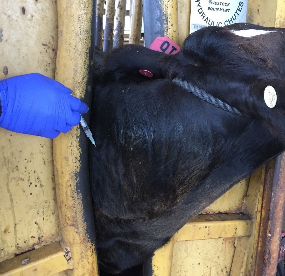 Administration of vaccine subcutaneously (SQ) in a naïve calf using a disposable single-dose syringe. 