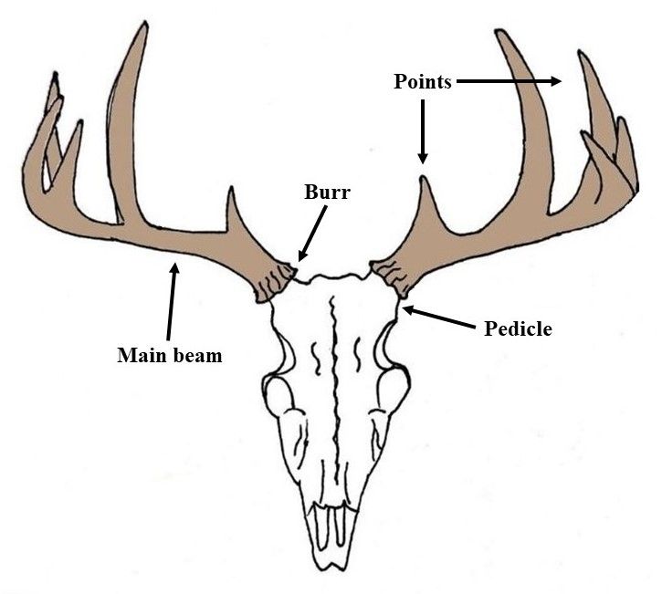 Diagram of antler structure. 