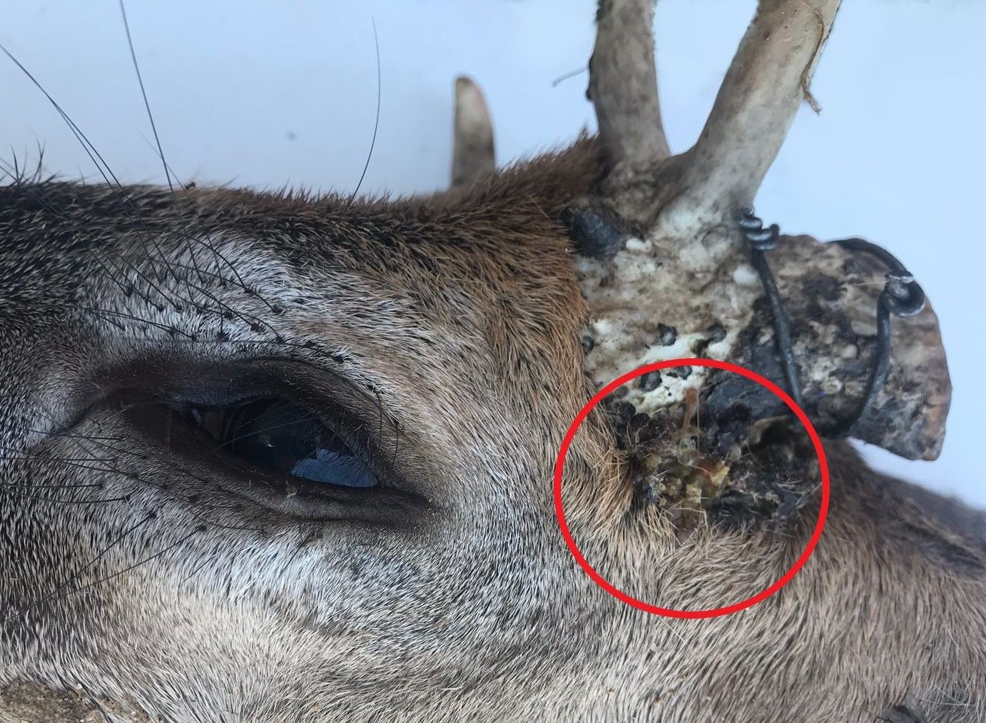 This picture shows a deceased white-tailed deer with an antler infection. The infection site is highlighted with a red circle. 