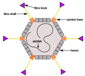 Adenovirus schematic. 