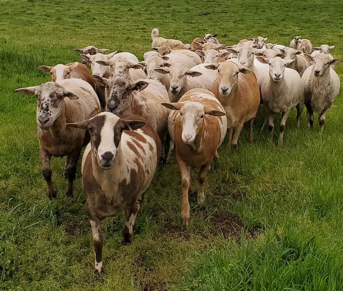 Katahdin sheep. 