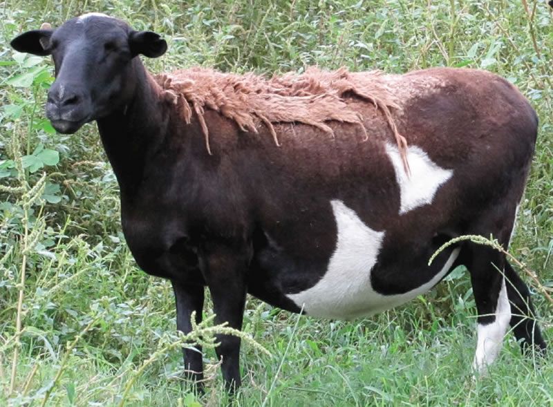 St. Augustine sheep. 