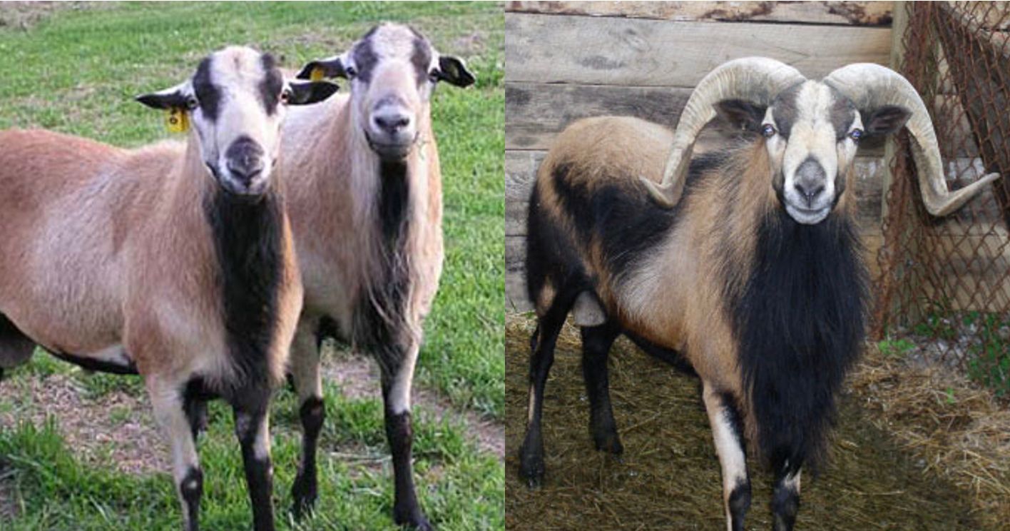 Barbados Blackbelly sheep (left); American Blackbelly sheep (right). 