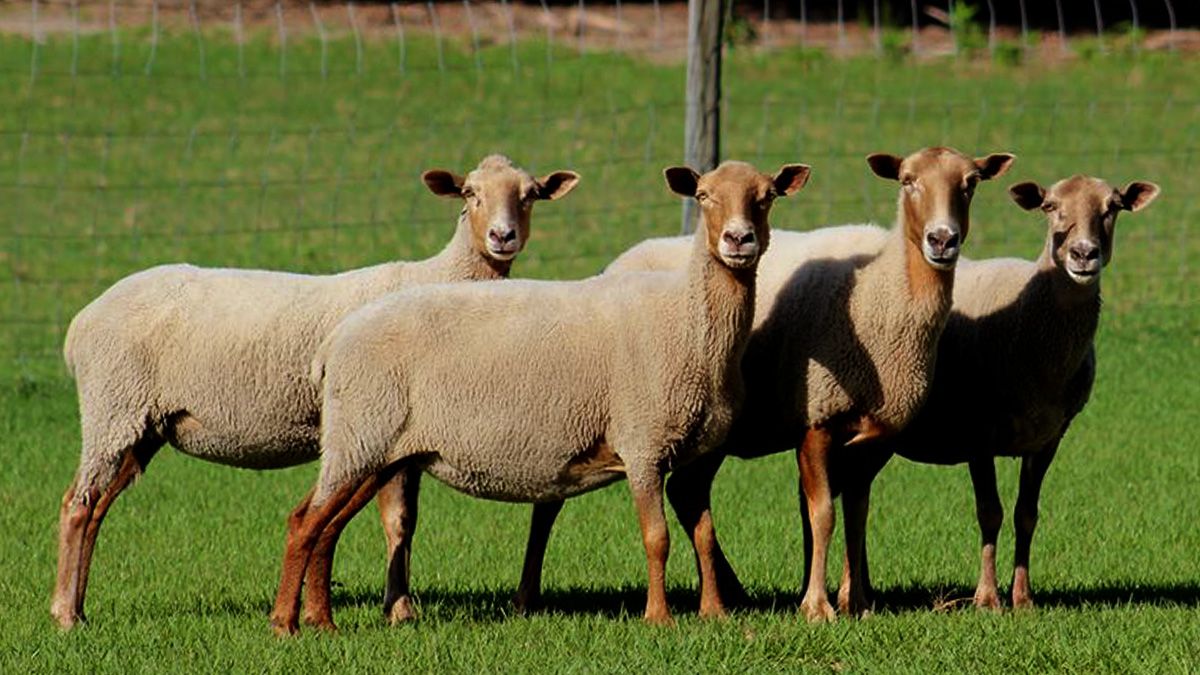 Florida Cracker/Florida Native sheep. 