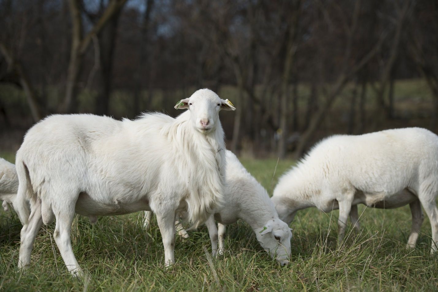 St. Croix sheep. 