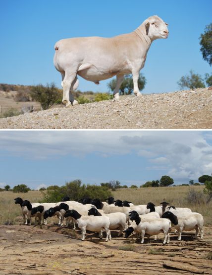 White Dorper bred by Tony Cahi (top); Black Dorper bred by Izak Nel (bottom). 