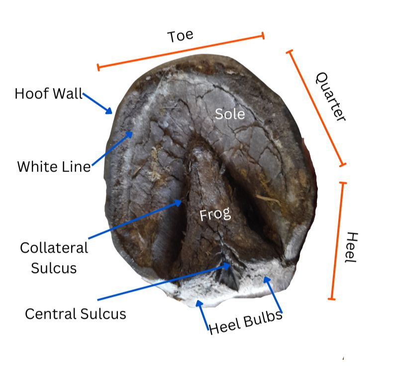 Parts of the hoof. 